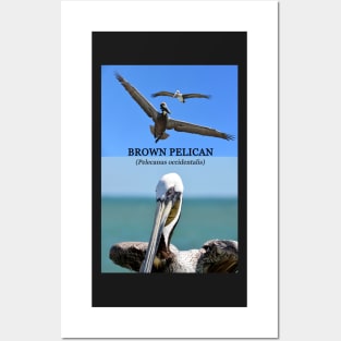 Brown Pelican educational Posters and Art